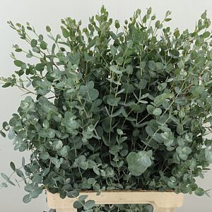 Gunny 70 cm – produkt Uviažto