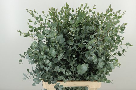 Gunny 70 cm Gunny 70 cm – produkt Uviažto