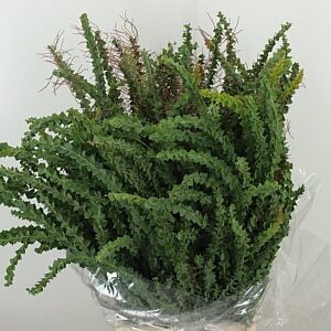 Acacia Purple 55 cm – produkt Uviažto