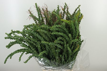 Acacia Purple 55 cm Acacia Purple 55 cm – produkt Uviažto