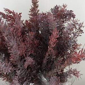 Acacia Baileyana Dyed Red 55 cm – produkt Uviažto