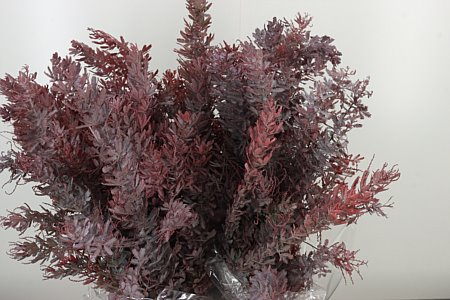 Acacia Baileyana Dyed Red 55 cm Acacia Baileyana Dyed Red 55 cm – produkt Uviažto