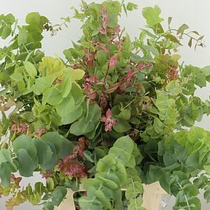 Cynerea Autumn Natural 70 cm – produkt Uviažto