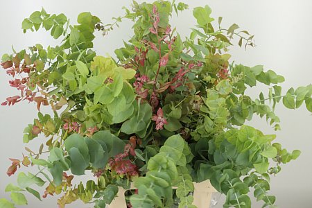 Cynerea Autumn Natural 70 cm – produkt Uviažto