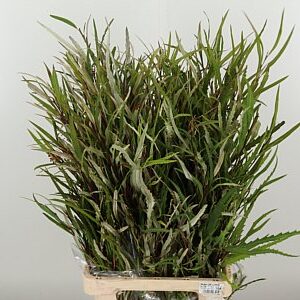Grevillea 70 cm – produkt Uviažto