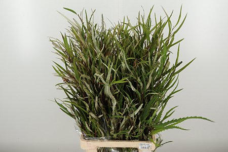 Grevillea 70 cm – produkt Uviažto
