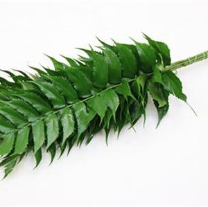 Holly Fern 55 cm – produkt Uviažto