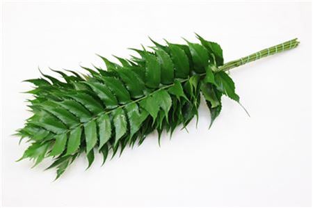 Holly Fern 55 cm Holly Fern 55 cm – produkt Uviažto