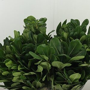 Pittosporum Tobira 50 cm – produkt Uviažto