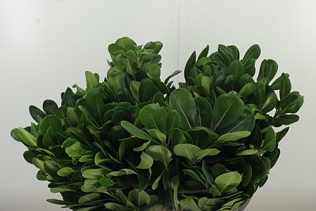 Pittosporum Tobira 50 cm – produkt Uviažto
