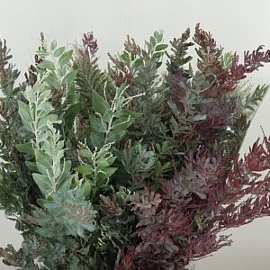 Acacia Mixed 60 cm – produkt Uviažto