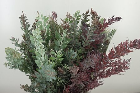 Acacia Mixed 60 cm – produkt Uviažto