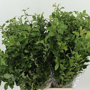 Pittosporum Green 50 cm – produkt Uviažto