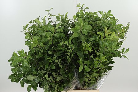 Pittosporum Green 50 cm – produkt Uviažto