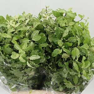 Pittosporum Nevato 50 cm – produkt Uviažto