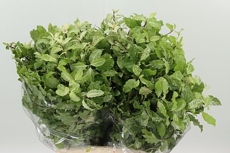Pittosporum Nevato 50 cm – produkt Uviažto