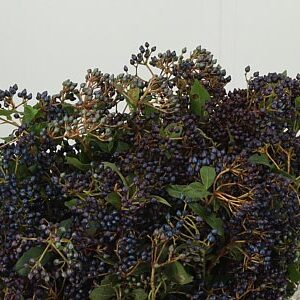 Viburnum Bes 50 cm – produkt Uviažto