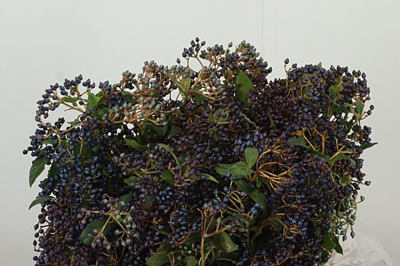Viburnum Bes 50 cm Viburnum Bes 50 cm – produkt Uviažto