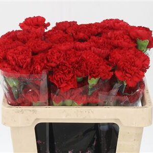 Dianthus Don Pedro 55 cm – produkt Uviažto