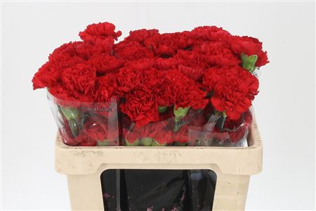 Dianthus Don Pedro 55 cm Dianthus Don Pedro 55 cm – produkt Uviažto