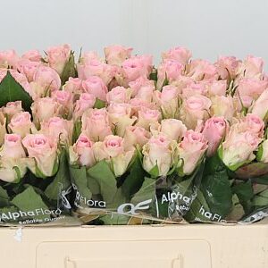Ruža Bisou 50 cm – produkt Uviažto