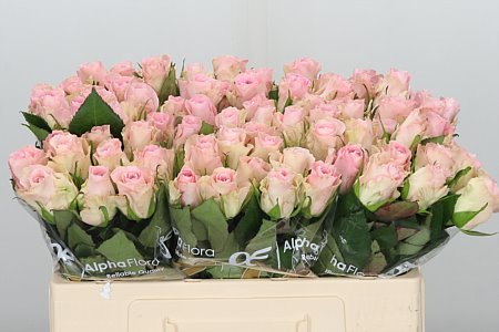 Ruža Bisou 50 cm – produkt Uviažto