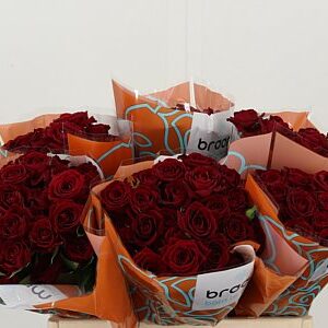 Ruža Rubicon 40 cm – produkt Uviažto