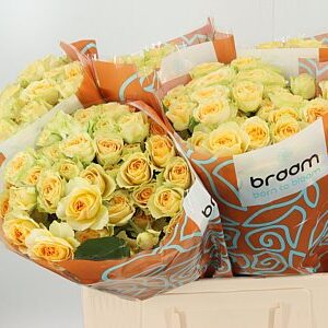 Ruža Bandolero 60 cm – produkt Uviažto