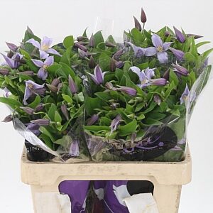 Clematis Star River Lilac 60 cm – produkt Uviažto