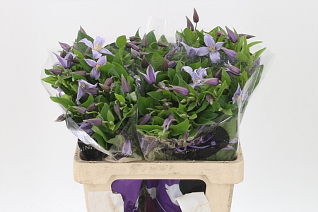 Clematis Star River Lilac 60 cm – produkt Uviažto