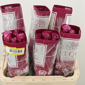 Ruža Deep Purple 60 cm – produkt Uviažto