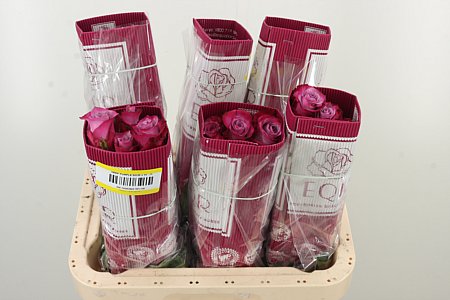 Ruža Deep Purple 60 cm – produkt Uviažto