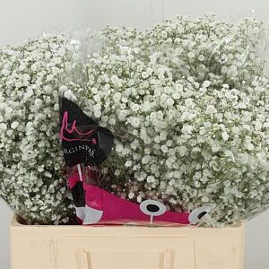 Gypsophila Xlence 60 cm – produkt Uviažto