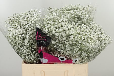 Gypsophila Xlence 60 cm Gypsophila Xlence 60 cm – produkt Uviažto