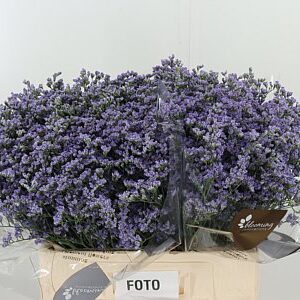 Limonium Maine Blue 60 cm – produkt Uviažto