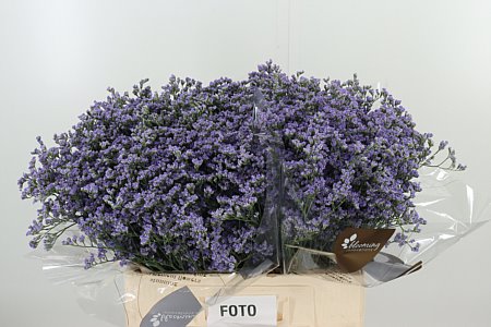Limonium Maine Blue 60 cm Limonium Maine Blue 60 cm – produkt Uviažto