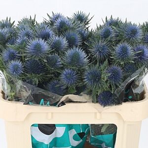 Eryngium Magnetar Qstar 70 cm – produkt Uviažto