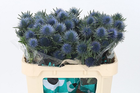 Eryngium Magnetar Qstar 70 cm Eryngium Magnetar Qstar 70 cm – produkt Uviažto