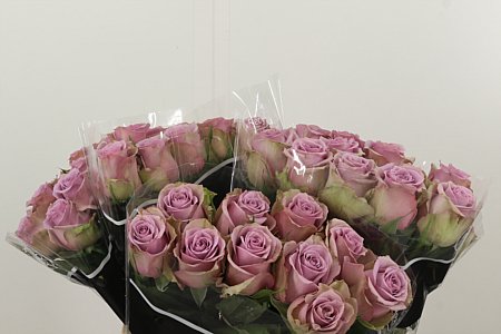 Ruža Samantha’s Bridal 40 cm – produkt Uviažto