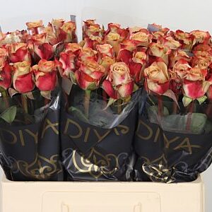 Ruža Cappuccino 60 cm – produkt Uviažto