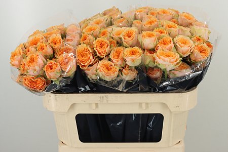 Ruža Limasol 70 cm Ruža Limasol 70 cm – produkt Uviažto