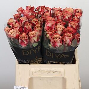 Ruža Cappuccino 40 cm – produkt Uviažto