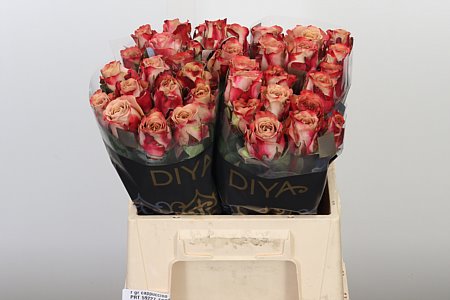 Ruža Cappuccino 40 cm – produkt Uviažto