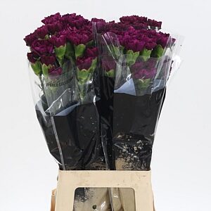 Dianthus Golem 70 cm – produkt Uviažto