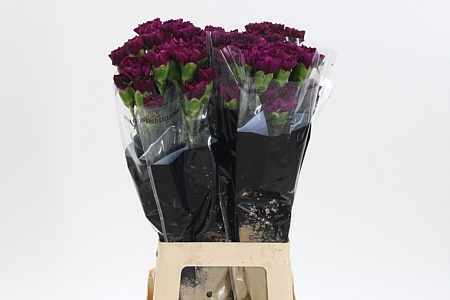 Dianthus Golem 70 cm Dianthus Golem 70 cm – produkt Uviažto