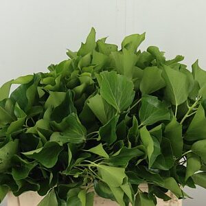 Hedera 55 cm – produkt Uviažto