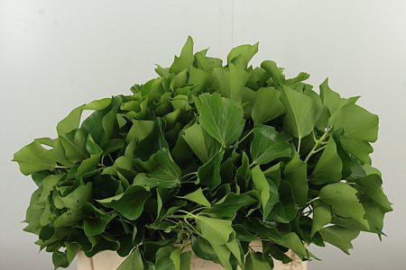 Hedera 55 cm – produkt Uviažto