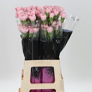 Dianthus Cute 70 cm – produkt Uviažto