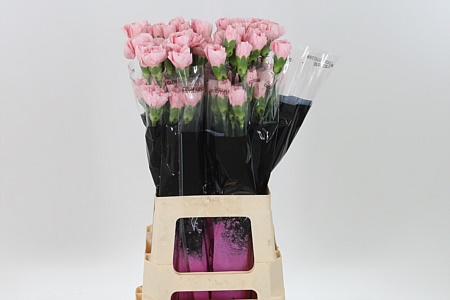 Dianthus Cute 70 cm Dianthus Cute 70 cm – produkt Uviažto