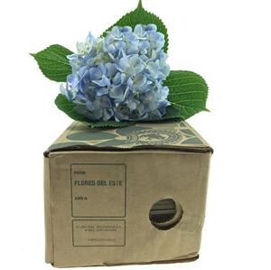 Hortenzia Blue 60 cm – produkt Uviažto